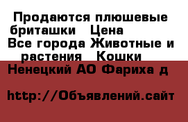 Продаются плюшевые бриташки › Цена ­ 2 500 - Все города Животные и растения » Кошки   . Ненецкий АО,Фариха д.